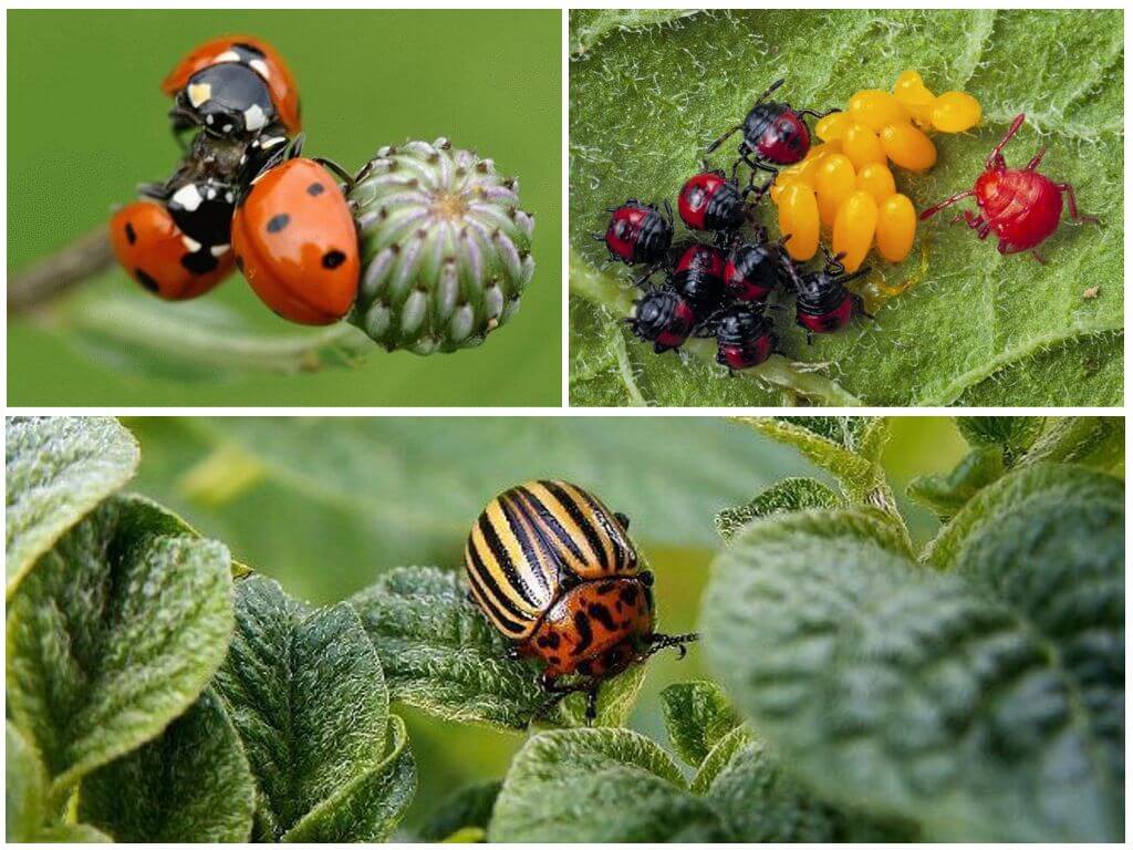Кто ест колорадского жука: основные враги вредителя в природе, фото