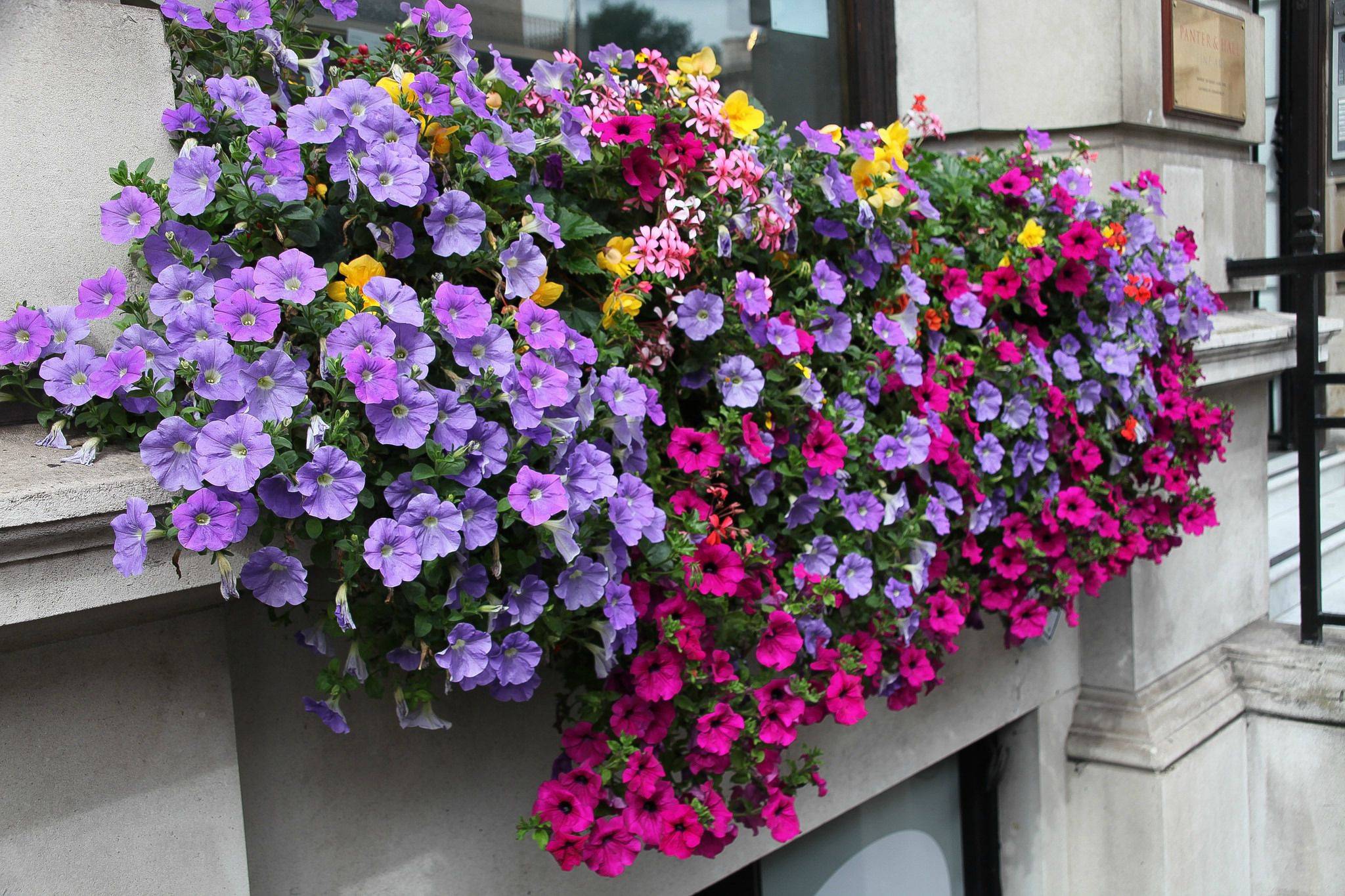 Цветы для балкона: какие можно выращивать - фото и названия, дизайн и оформление