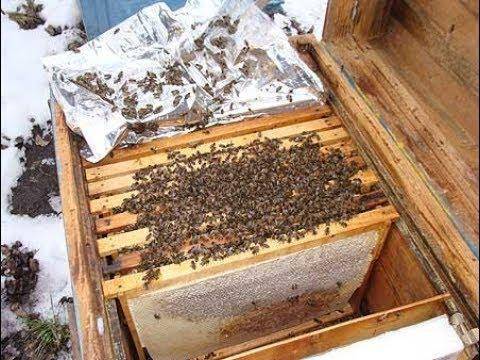 Какое количество меда необходимо пчелам для успешной зимовки?