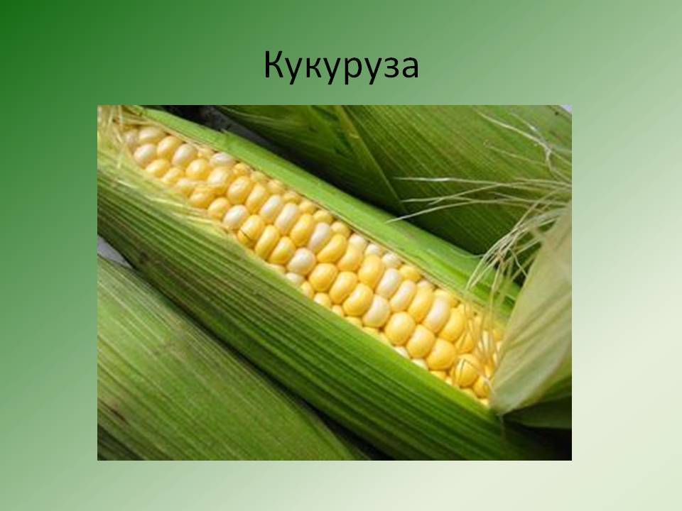 Кукуруза: ботаническое описание и происхождение культуры