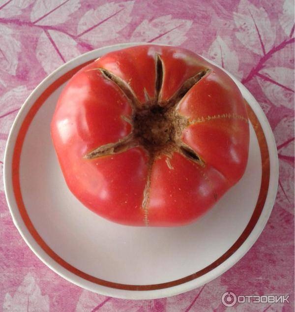 Мои томаты.семена sadik45