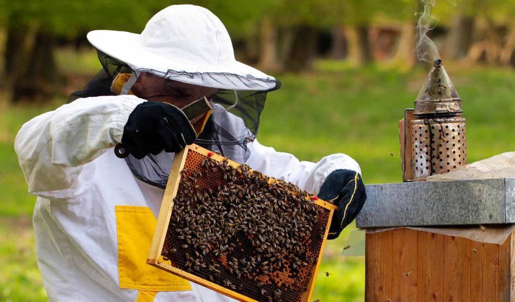 Основные породы пчел в украине