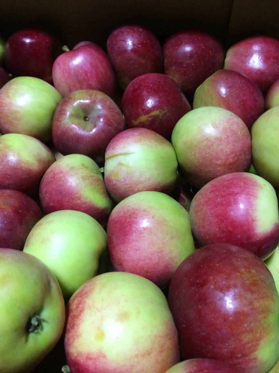 Яблоня белорусское сладкое: характеристики сорта и 10 рекомендаций по правильному выращиванию