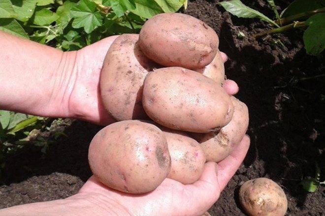 Сорт картофеля жуковский ранний: описание, посадка и уход русский фермер