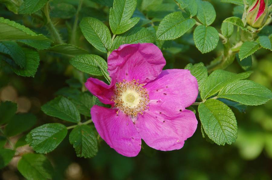 Шиповник собачий (роза канина): описание внешнего вида и лечебных свойств