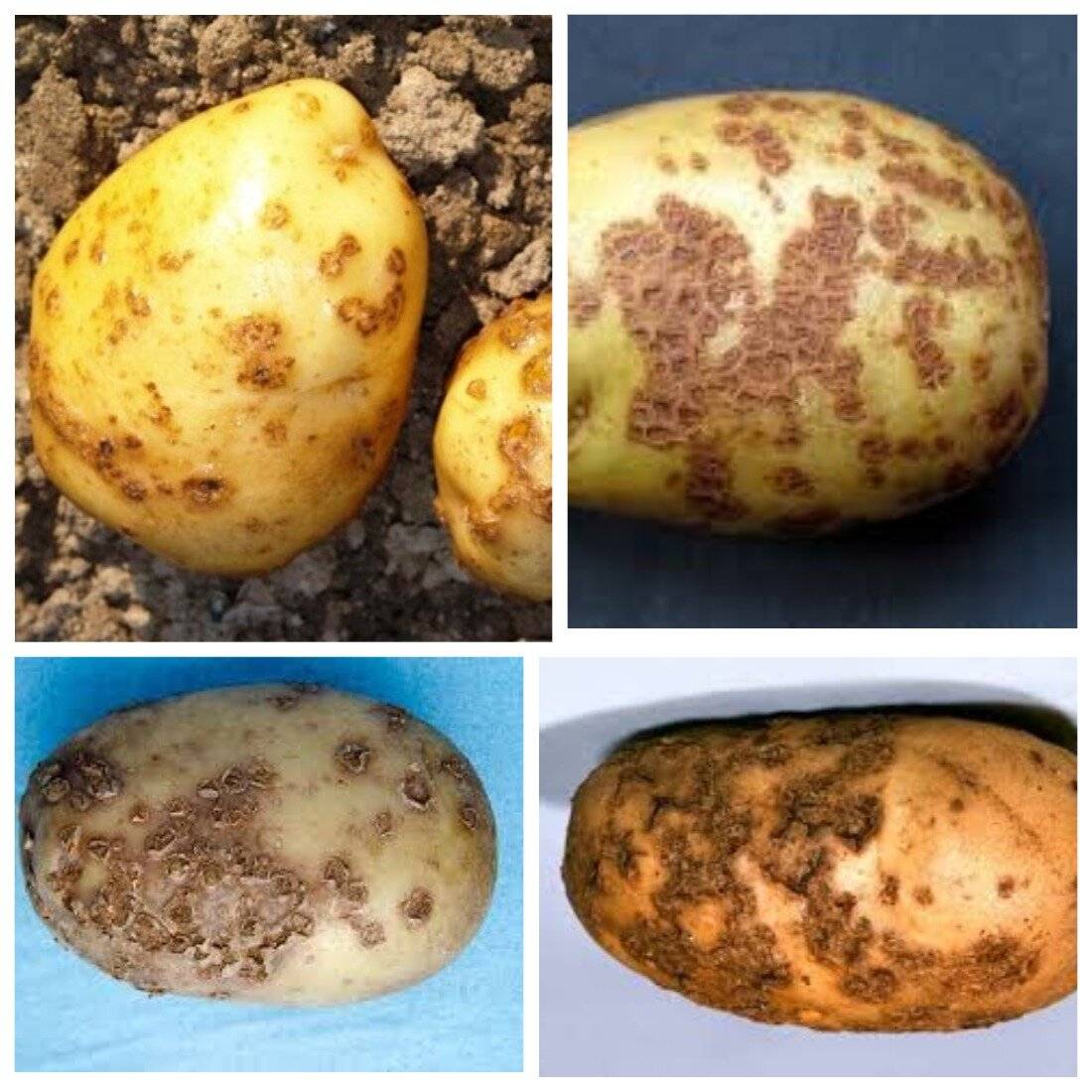 Парша на картофеле – как лечить и избавиться от болезни