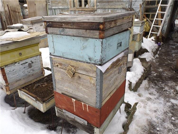 Подготовка пчел к зиме: формирование гнезда, что нужно делать?