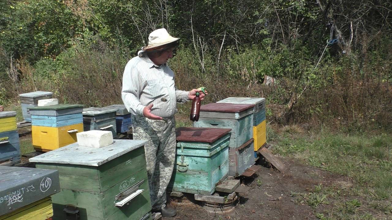 Варроатоз — хитрости пчеловода в борьбе с варроатозом