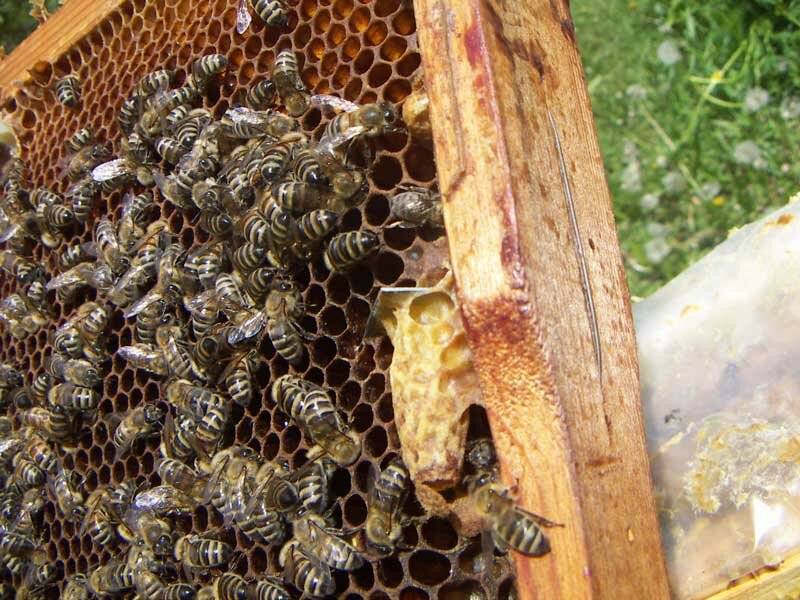 Внешний вид и отличительные особенности матки пчел