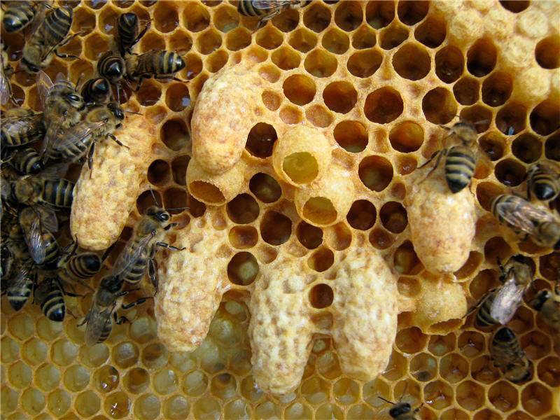 Свищевые и роевые маточники пчел