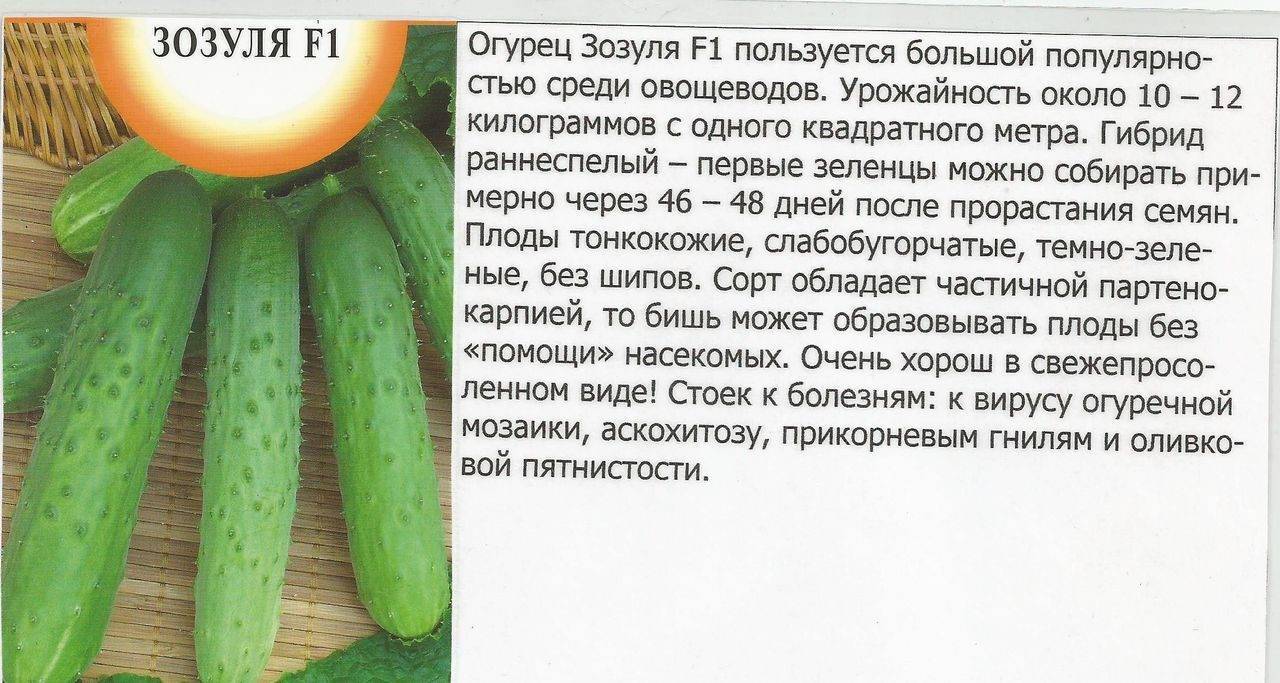 Огурец кустовой характеристика и описание сорта фото