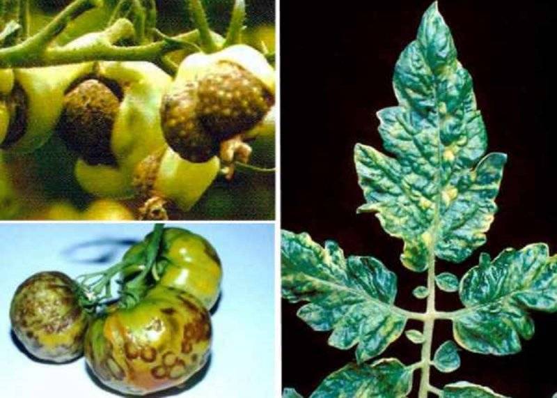 Болезни и вредители декоративных растений