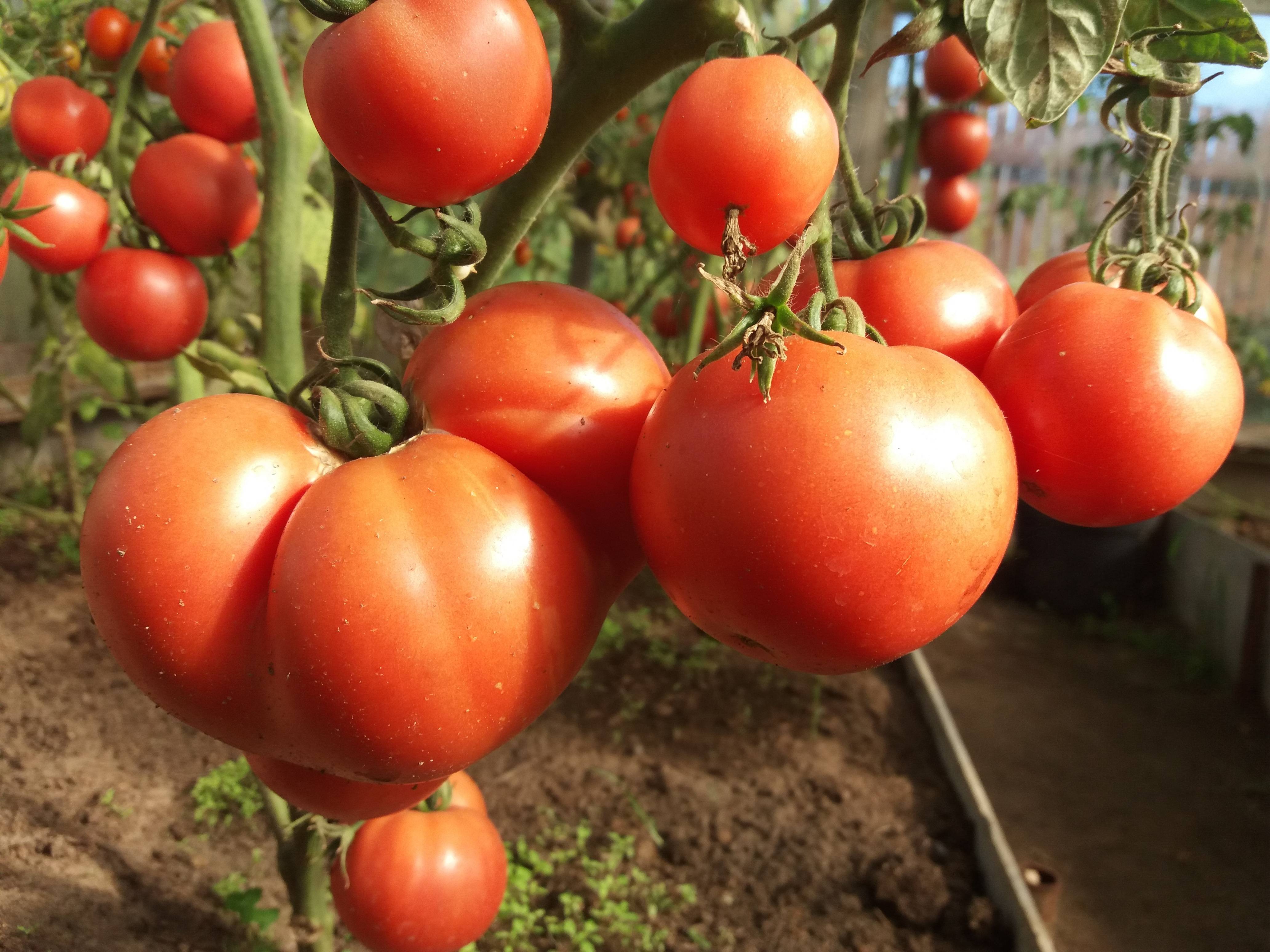Торбей f1 — лучший гибрид в сегменте розовоплодных томатов