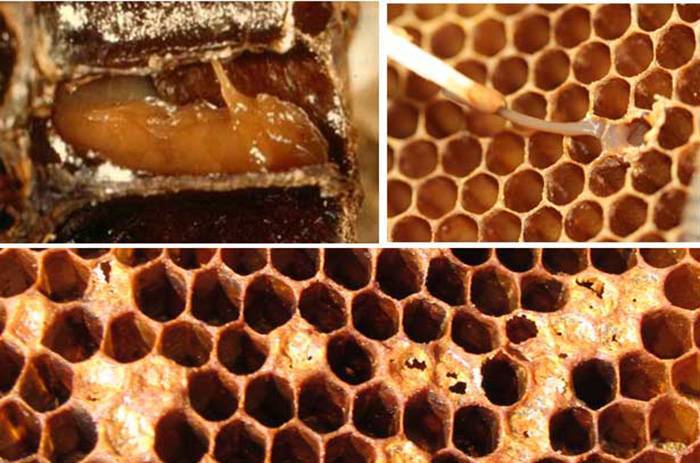 Болезни пчел - американский гнилец справочная информация о пчелах, статьи