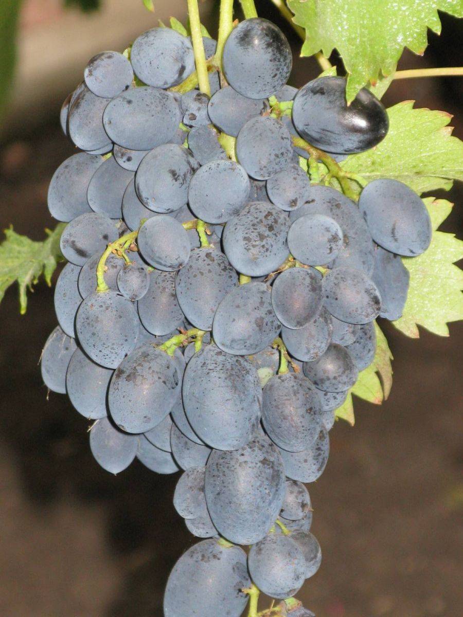 Виноград сорта надежда азос — продукт селекции анапской зональной станции