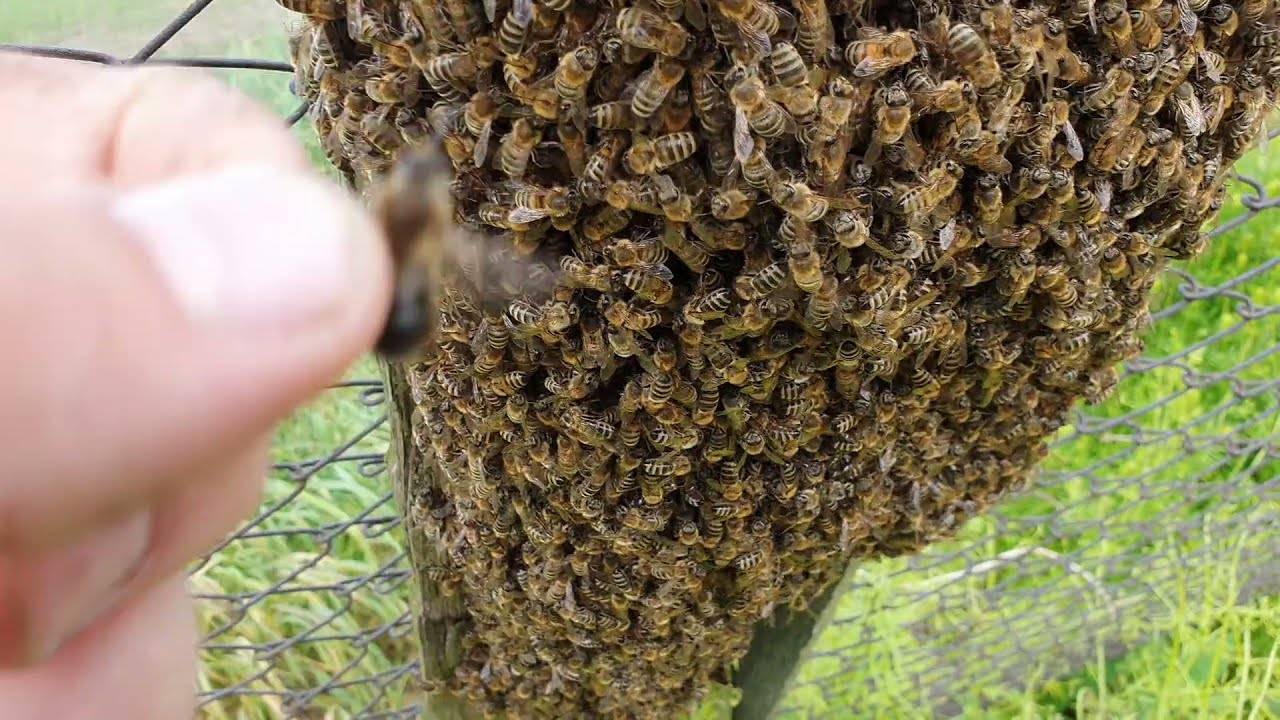 Пересадка пчел в новый улей весной: описание и видео
пересадка пчел в новый улей весной: описание и видео