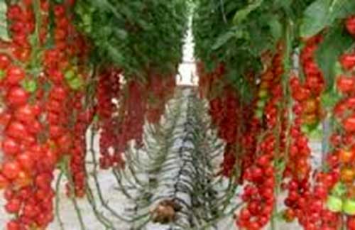 Выращивание томатов с использованием технологии гидропоники
