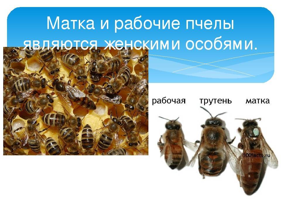 Сколько живет оса | начинающему пчеловоду