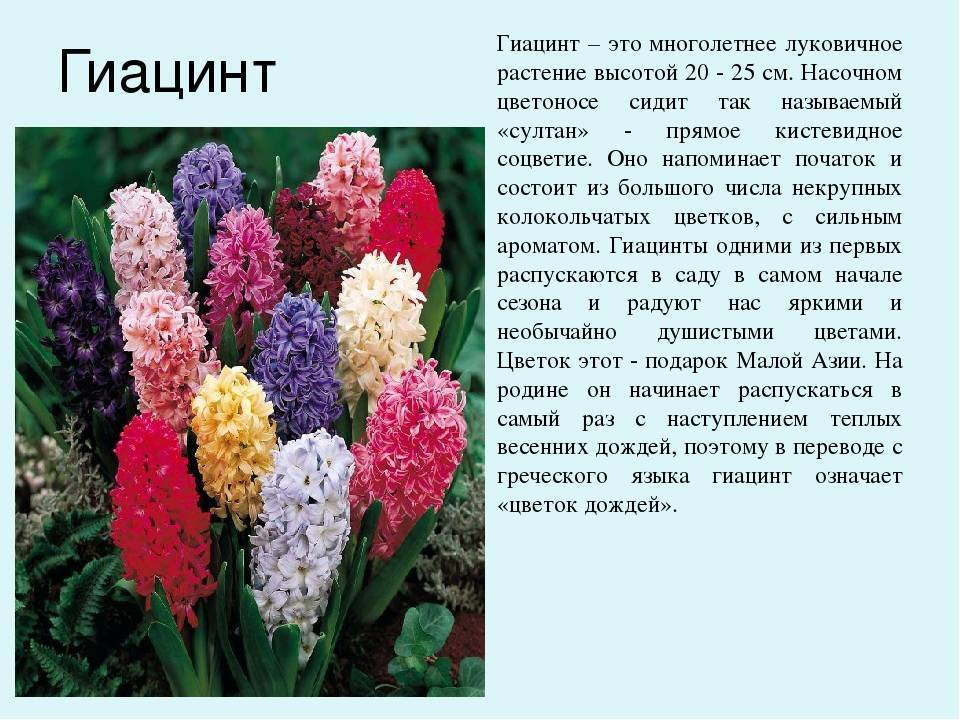 Луковичные многолетники: виды растений, особенности посадки и ухода :: syl.ru