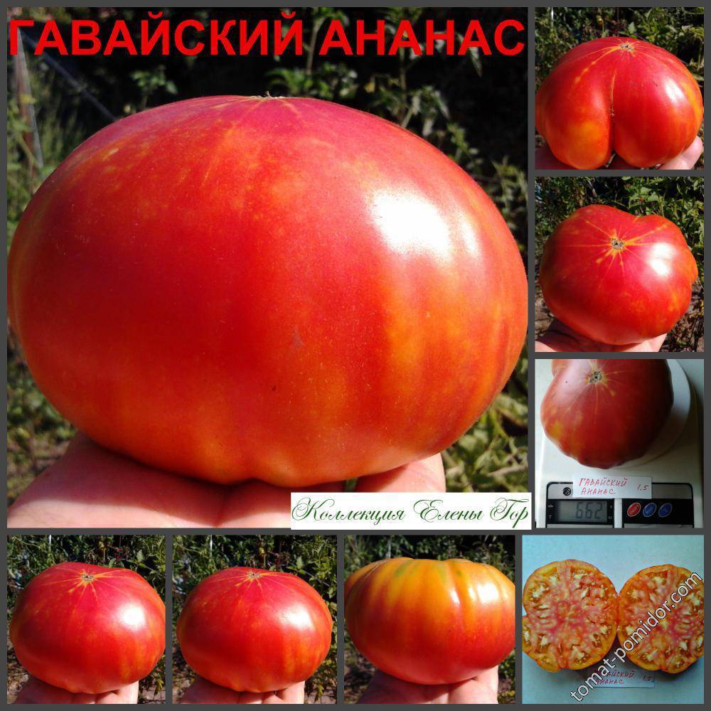 Описание сорта томата гавайский ананас, особенности выращивание и уход – дачные дела