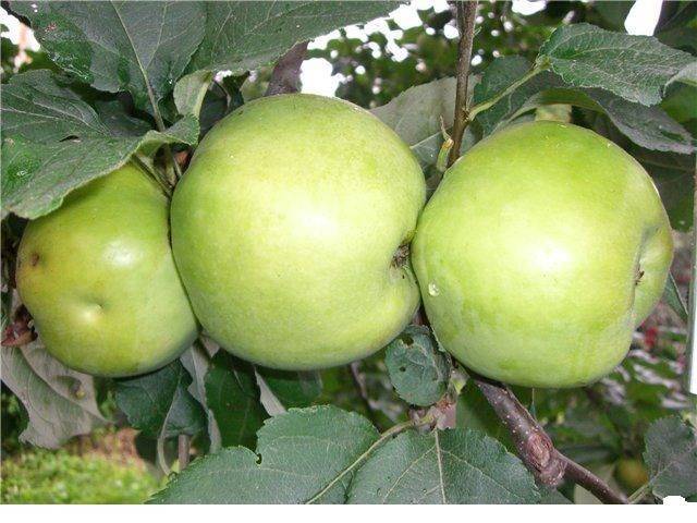 Описание сорта яблонь татьянин день, характеристики урожайности и регионы выращивания