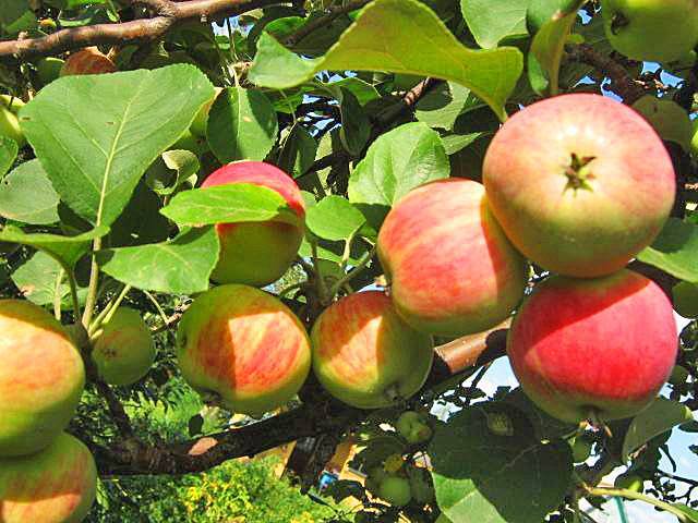Яблоня бельфлер башкирский: особенности сорта и ухода