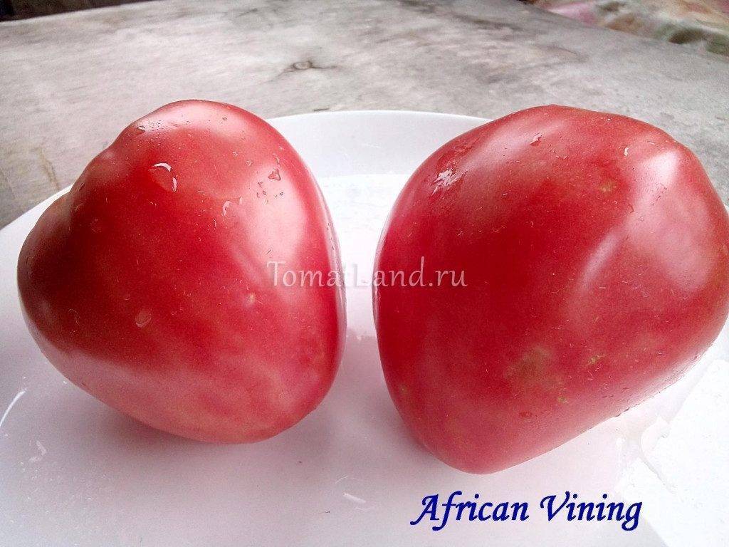 Характеристика томата Африканская лиана, разновидности и выращивание сорта