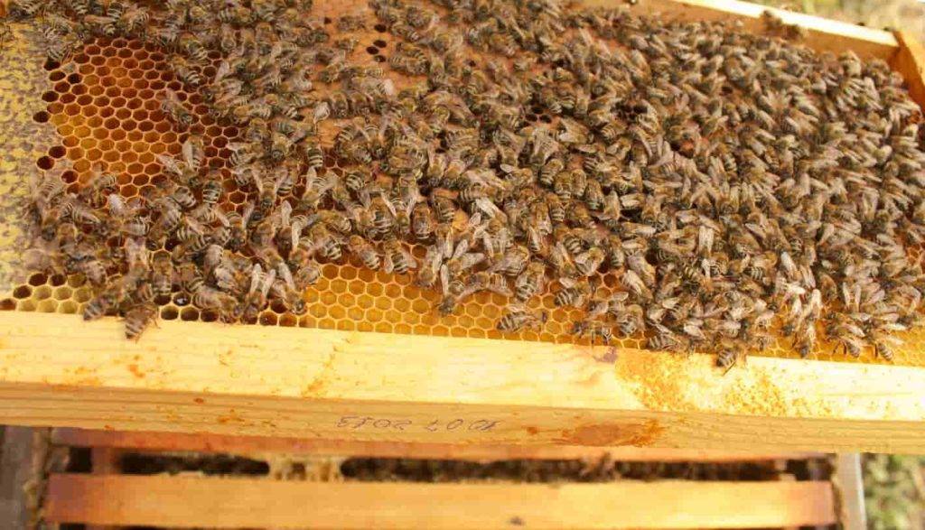 Сколько меда дает один улей за сезон и за год? какие факторы влияют на производительность пчёл?