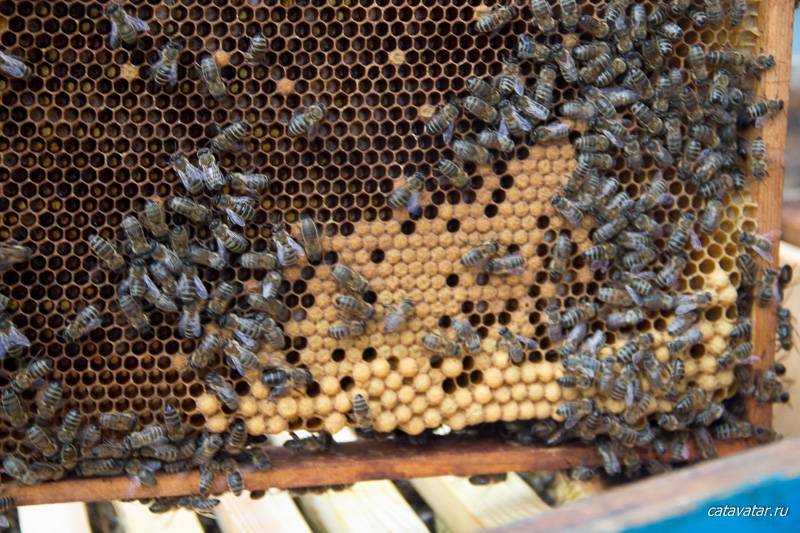 Как я строю улей-лежак на высокую рамку для содержания пчёл по системе естественного пчеловождения фёдора лазутина.