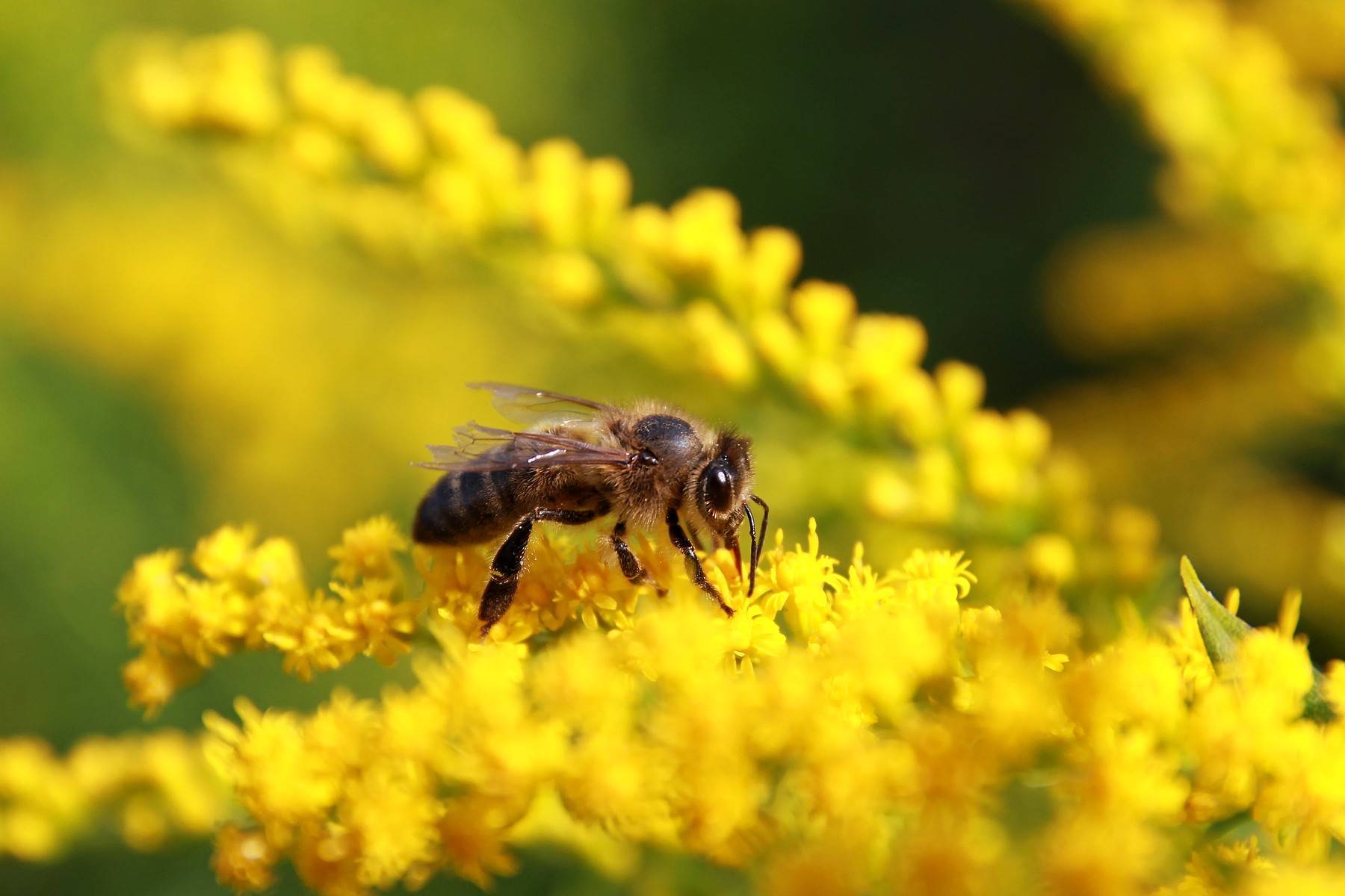 Медоносные пчелы (первая часть). характеристика пчел. описание пчелиной матки. стадии развития рабочей пчелы