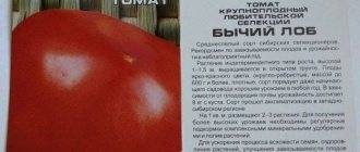 Томат гамаюн: описание, отзывы, фото, урожайность,характеристика | tomatland.ru