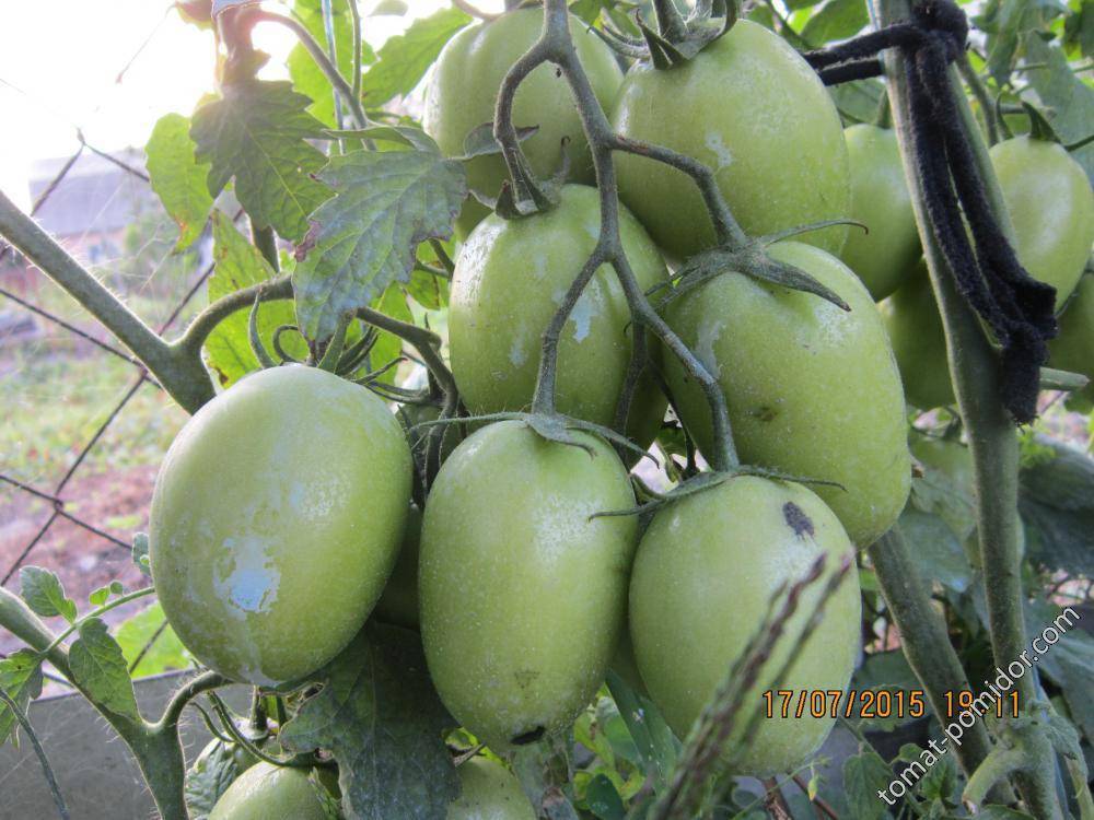 Томат колибри: характеристика и описание сорта, урожайность, отзывы - все о помидорках