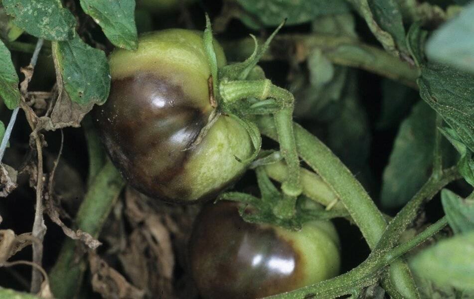 Вершинная гниль томатов – спасаем урожай (причины, признаки и лечение)