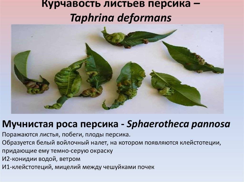 Курчавость листьев персика: лечение и профилактика