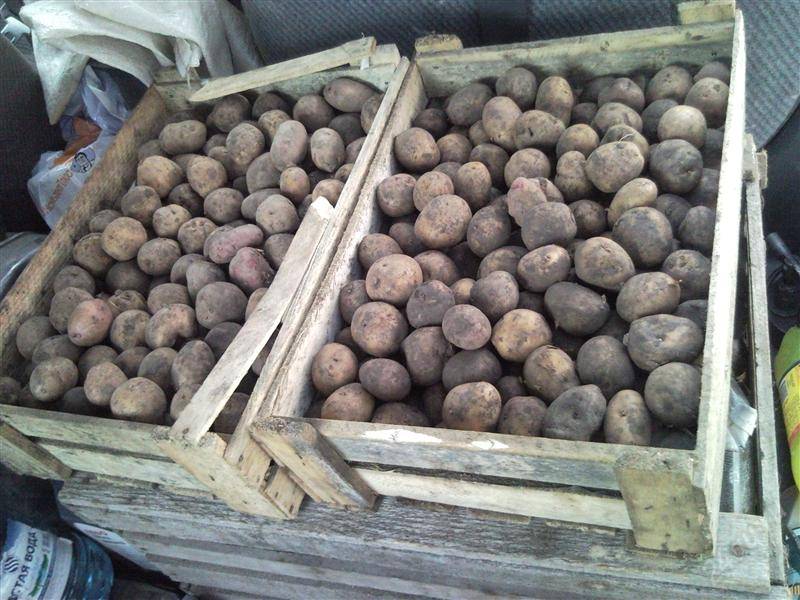 Картофель ирбитский – среднеспелый сорт с хорошей урожайностью: характеристики, свойства, методы