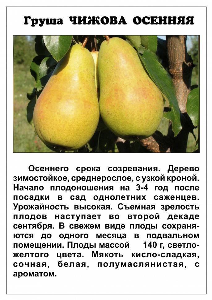 Великолепная груша «русская красавица» - особенности выращивания сорта