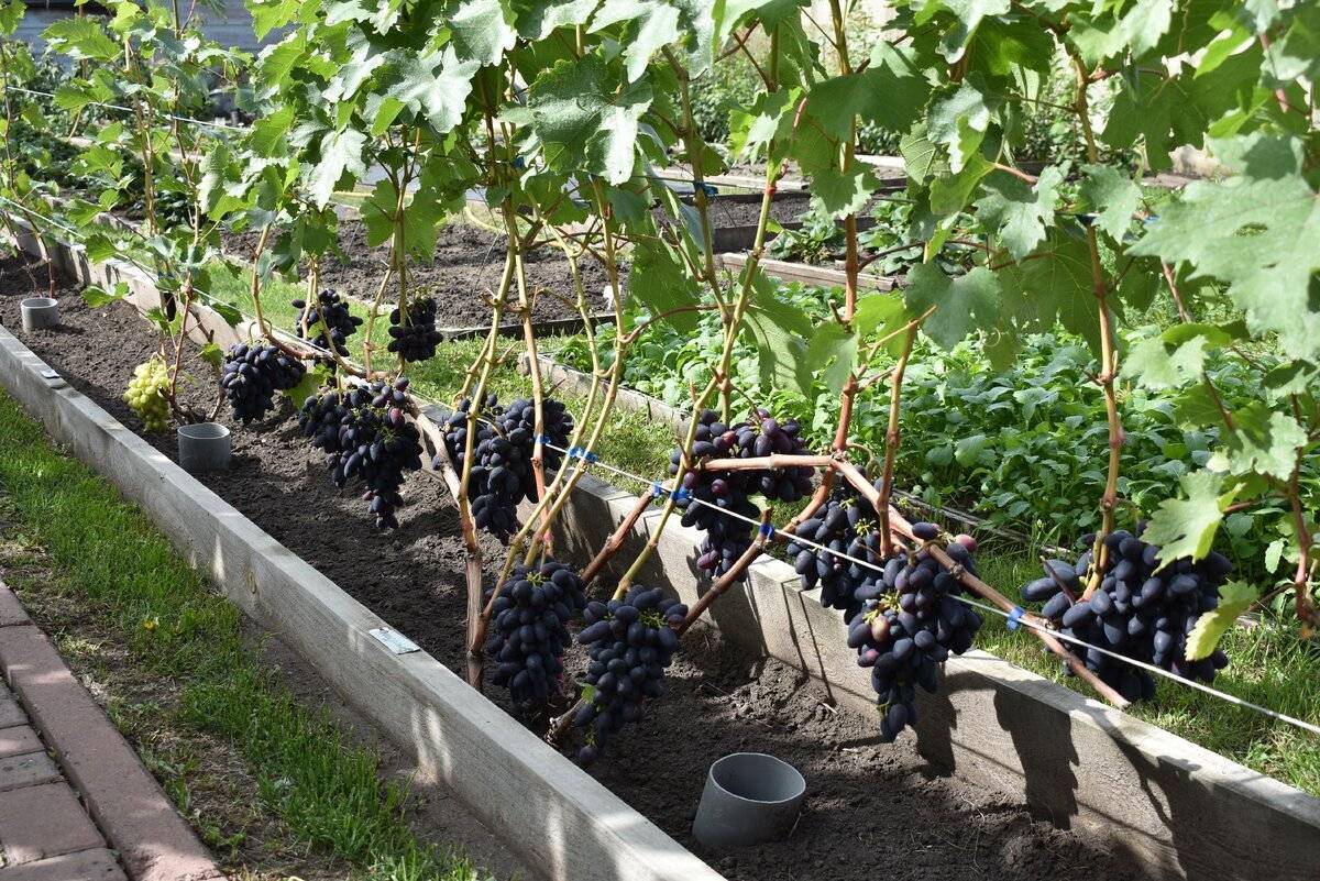 Посадка и выращивание винограда ? на урале: уход за виноградом летом, обрезка, как садить весной | qlumba.com