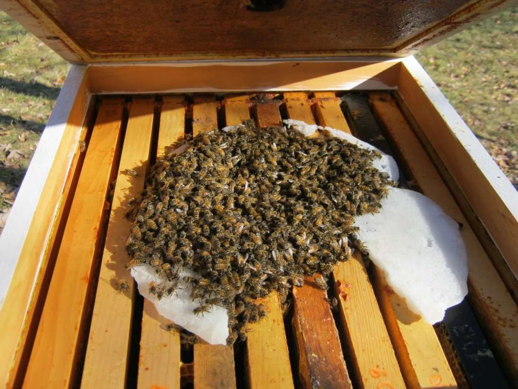Как проводят зиму пчелы: как подкармливать и обеспечивать уход