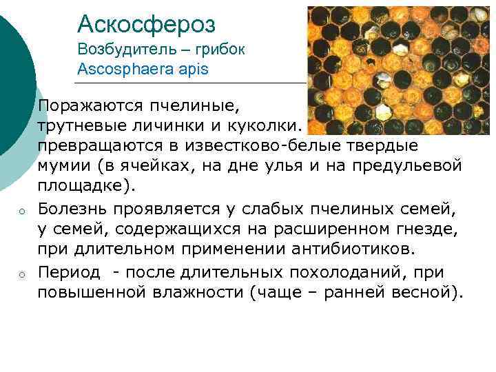Как и чем лечить аскосфероз пчел (известковый расплод)