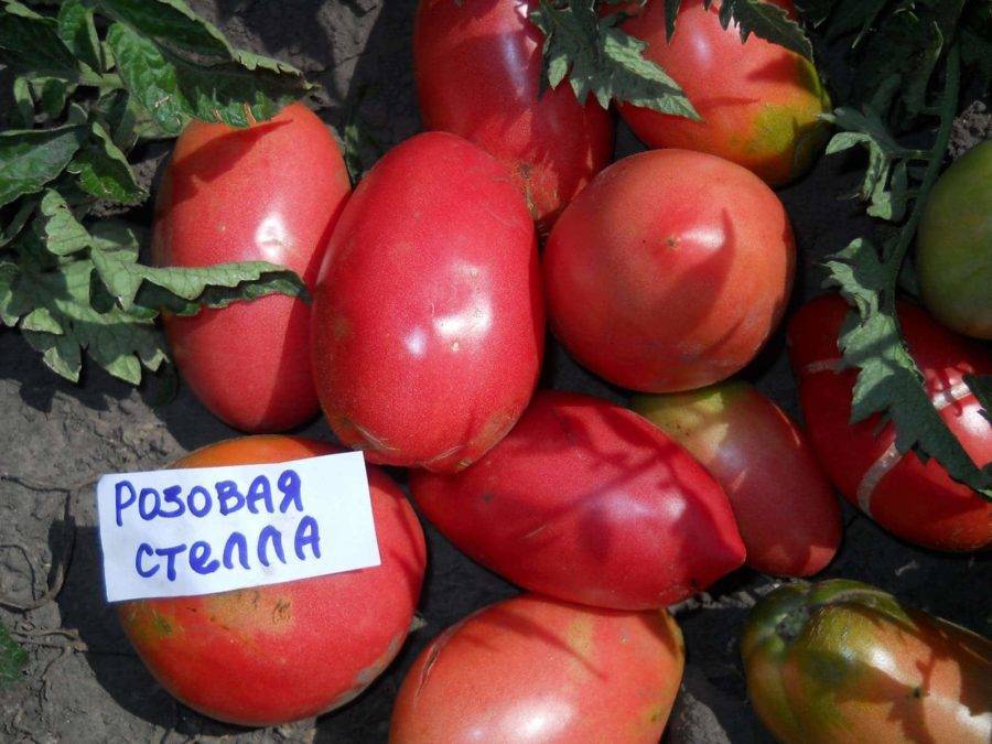 Томат розовая стелла отзывы