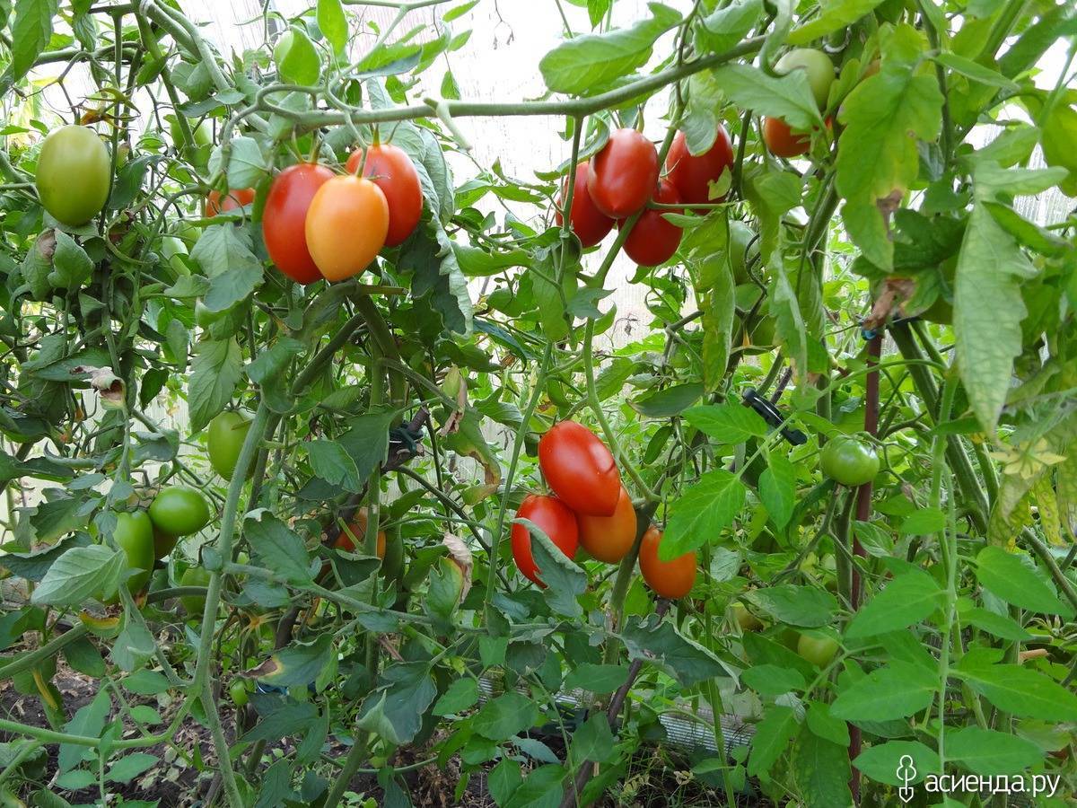 Описание сорта томата сицилийский перчик и его характеристика - всё про сады
