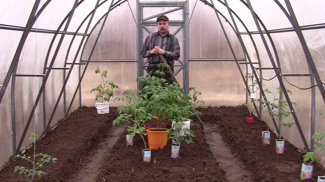 На каком расстоянии сажать помидоры в теплице из поликарбоната схема посадки фото видео