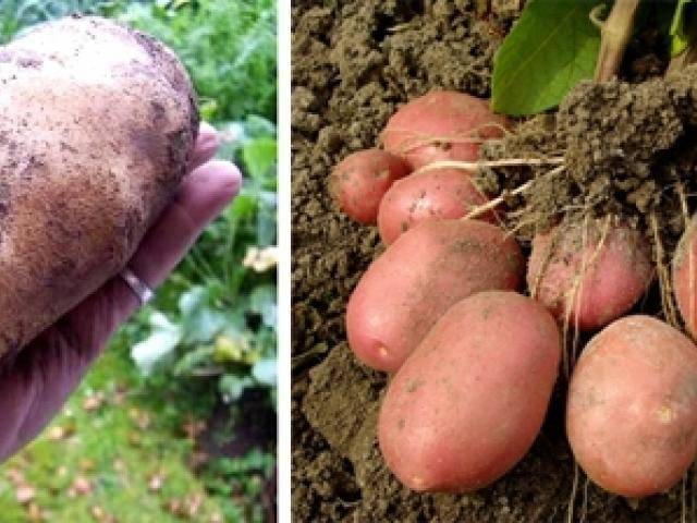 Важны ли цветоносы для картофеля - почему он не цветет и насколько это опасно, видео