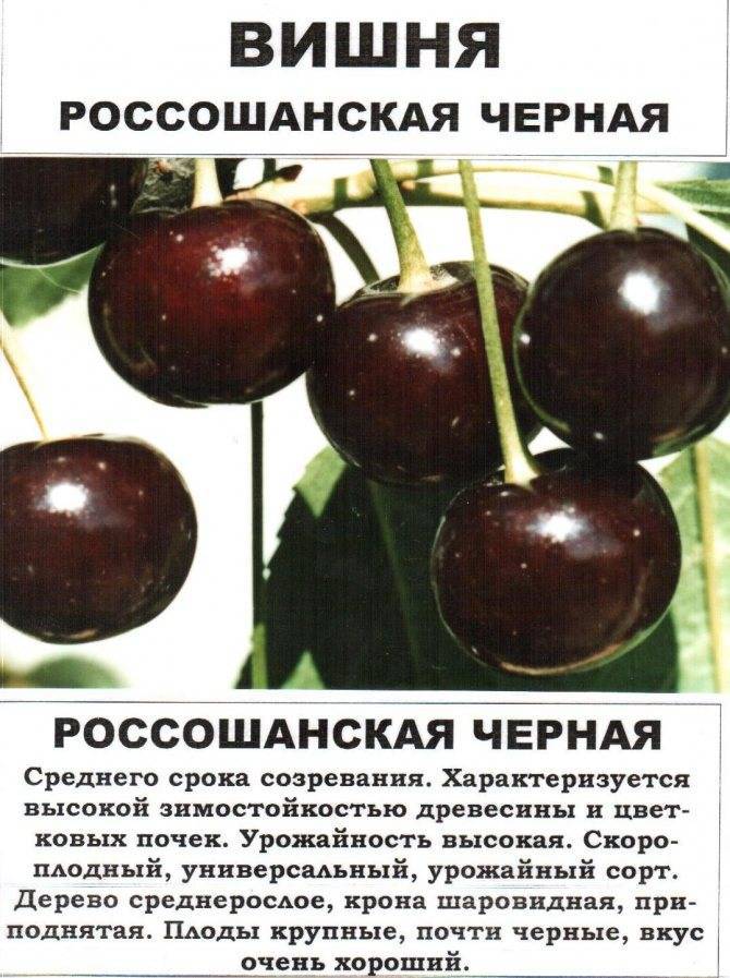 Самоплодные сорта черешни для средней полосы россии с фото и описанием