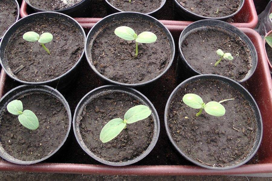 Выращивание арбузов в теплице: посадка, выращивание и уход