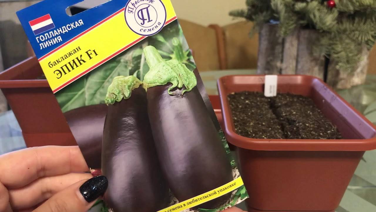 Выращивание баклажанов в домашних условиях