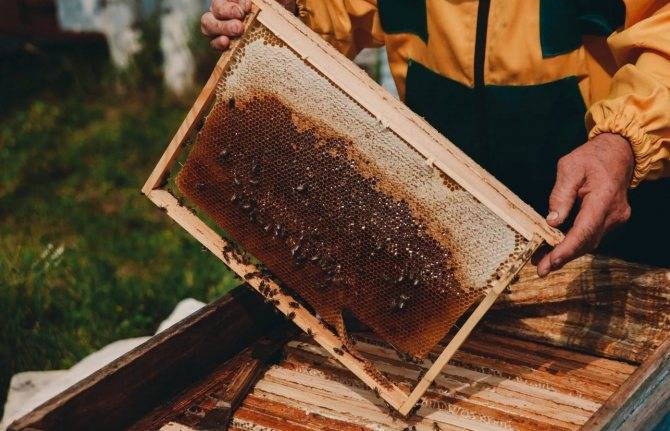 Действующие федеральные законы и нормы о пчеловодстве