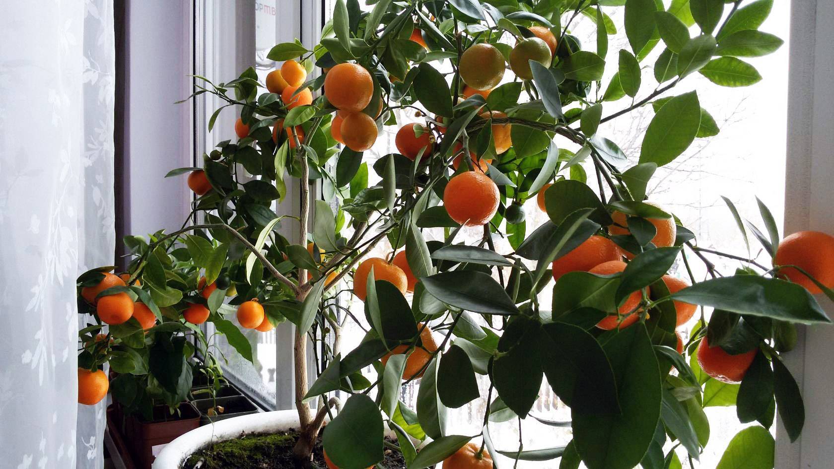 Апельсиновое дерево домашнее — выращиваем из косточки