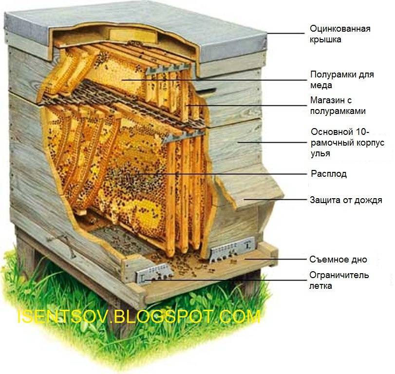 Дикие пчелы: особенности и характеристика, где живут, фото