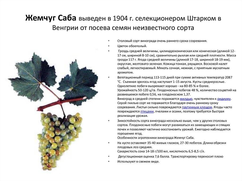 Сверхранний виноград элегант описание и выращивание сорта - агро эксперт